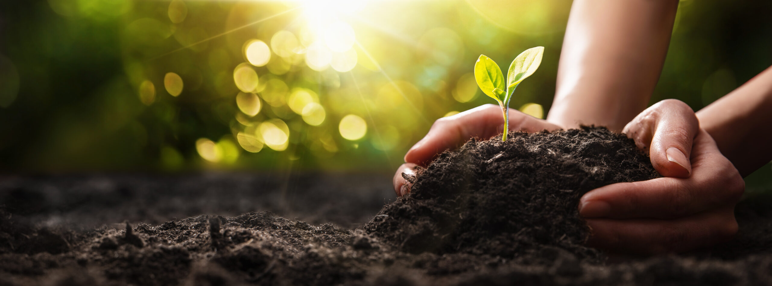 Persona plantando un plantón